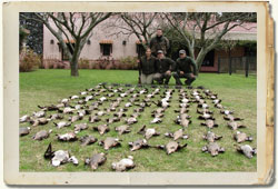 Patos Patos
